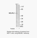 Product image for NEURL1 Antibody