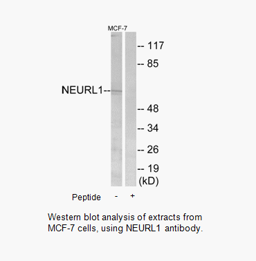 Product image for NEURL1 Antibody