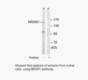 Product image for NRXN1 Antibody