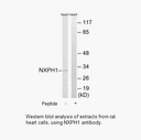 Product image for NXPH1 Antibody