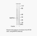 Product image for NXPH3 Antibody