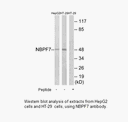 Product image for NBPF7 Antibody