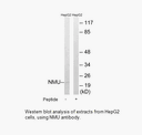 Product image for NMU Antibody