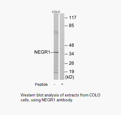 Product image for NEGR1 Antibody