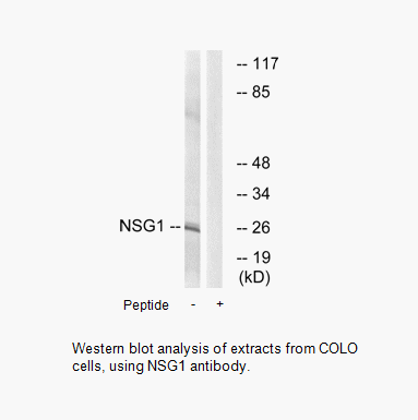 Product image for NSG1 Antibody