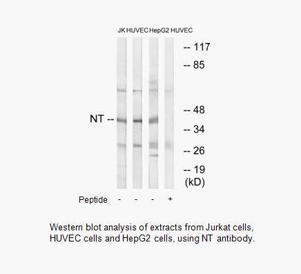 Product image for NT Antibody