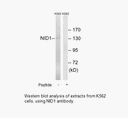 Product image for NID1 Antibody