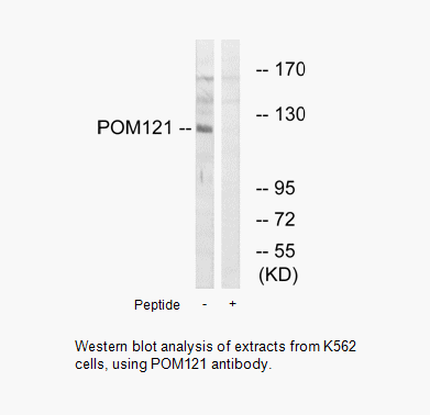 Product image for POM121 Antibody