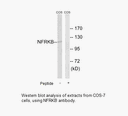 Product image for NFRKB Antibody