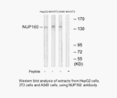 Product image for NUP160 Antibody