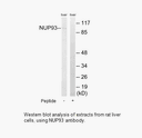 Product image for NUP93 Antibody