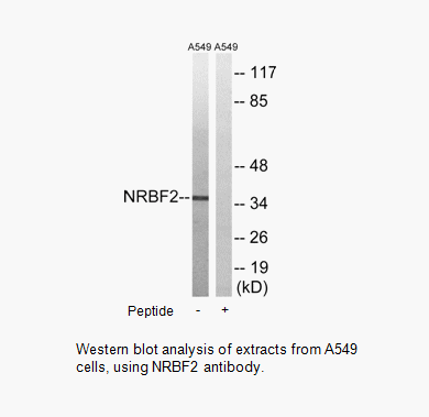 Product image for NRBF2 Antibody