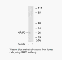 Product image for NRIP3 Antibody