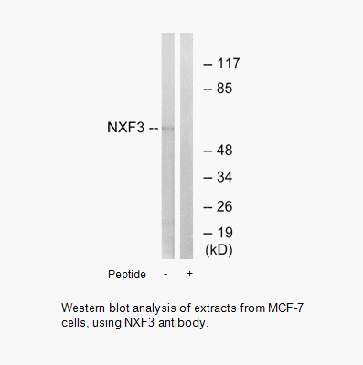 Product image for NXF3 Antibody
