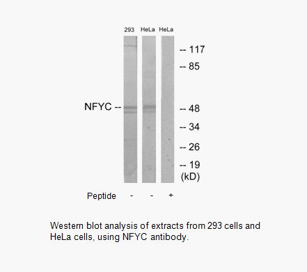 Product image for NFYC Antibody