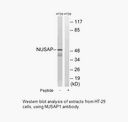 Product image for NUSAP1 Antibody