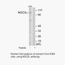 Product image for NOC3L Antibody