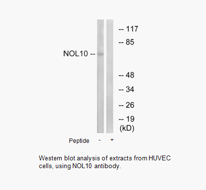 Product image for NOL10 Antibody
