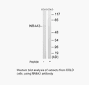 Product image for NR4A3 Antibody