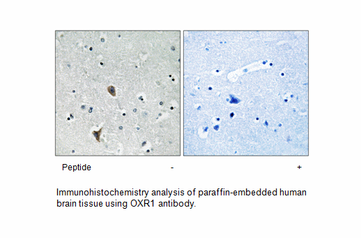Product image for OXR1 Antibody