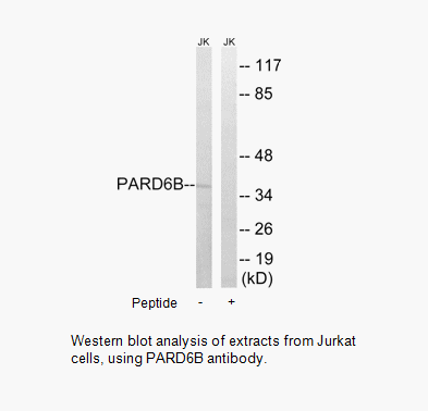 Product image for PARD6B Antibody