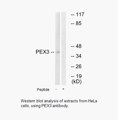 Product image for PEX3 Antibody