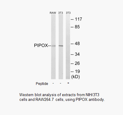 Product image for PIPOX Antibody