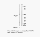 Product image for PEX7 Antibody