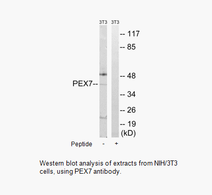 Product image for PEX7 Antibody