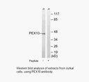 Product image for PEX10 Antibody