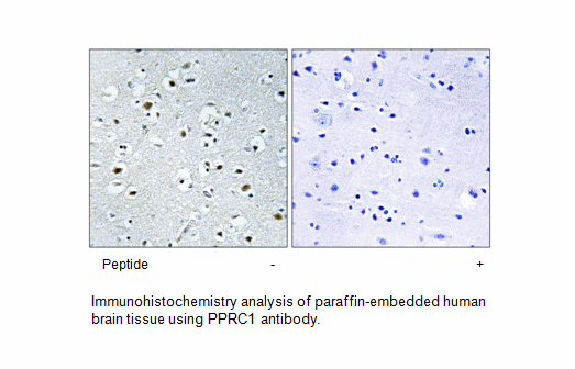 Product image for PPRC1 Antibody