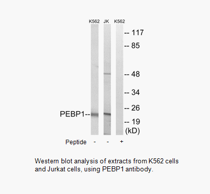 Product image for PEBP1 Antibody