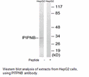 Product image for PITPNB Antibody