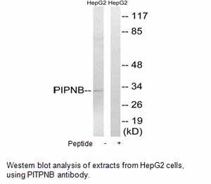 Product image for PITPNB Antibody
