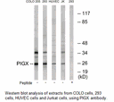 Product image for PIGX Antibody