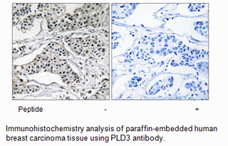 Product image for PLD3 Antibody