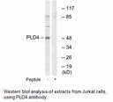 Product image for PLD4 Antibody