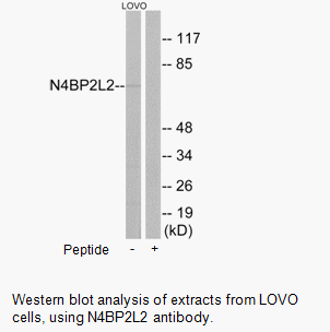 Product image for N4BP2L2 Antibody