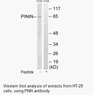 Product image for PNN Antibody