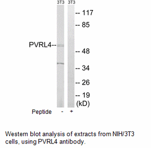 Product image for PVRL4 Antibody