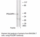 Product image for POLDIP3 Antibody