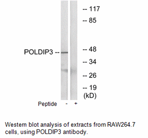Product image for POLDIP3 Antibody