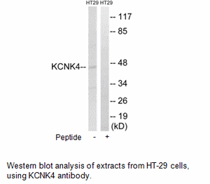 Product image for KCNK4 Antibody