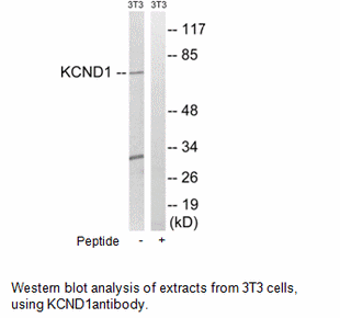Product image for KCND1 Antibody