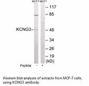 Product image for KCNG3 Antibody