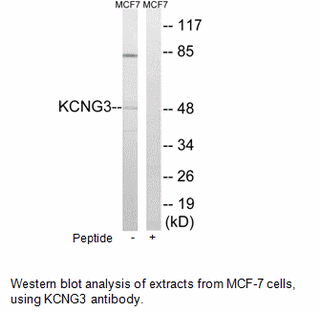 Product image for KCNG3 Antibody