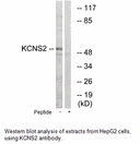 Product image for KCNS2 Antibody