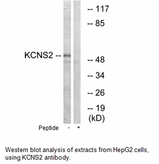 Product image for KCNS2 Antibody