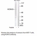 Product image for KCNV2 Antibody