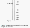 Product image for HCN2 Antibody